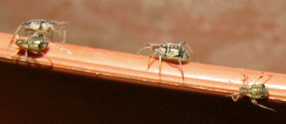 Afidi alati e non